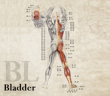 Bladder Meridian
